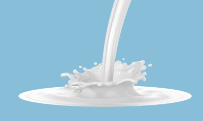 Milk splash isolated on blue background. Natural dairy product, yogurt or cream in crown splash with flying drops. Realistic vector illustration