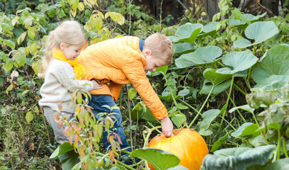Two cheerful children having fun picking up large yellow pumpkin growing in the garden. Autumn harvest, gifts of nature