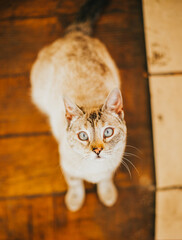 kitten with squinting eyes looking at the camera. Concept of pets.