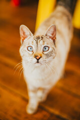 kitten with squinting eyes looking at the camera. Concept of pets.