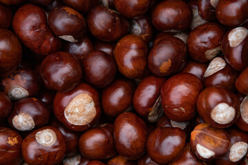 texture background a lot of chestnuts pattern