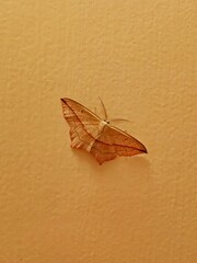 Butterfly Yellow-winged sorrel, Timandra comae, sitting on beige wall, top view