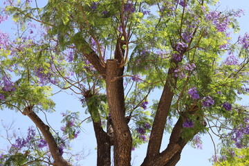 Summer flowers on trees in a city park in Israel.