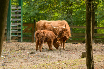 Hochlandrinder Nachwuchs mit Muttertier und Eltern im Wildpark in Schweinfurt