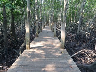 Fototapeta na wymiar Wooden walkway in the middle of the mangrove forest