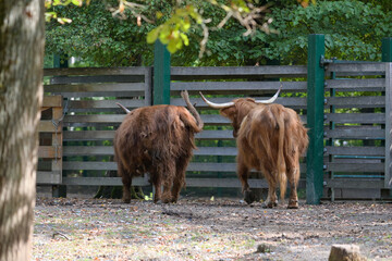 Zwei Hochlandrinder von hinten aufgenommen im Wildpark in Schweinfurt