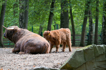 Hochlandrinder Nachwuchs mit Muttertier und Eltern im Wildpark in Schweinfurt