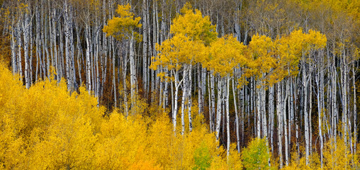 Mountainside Wilderness Forest of Fall Aspen Trees Golden and Green Colors Autumn