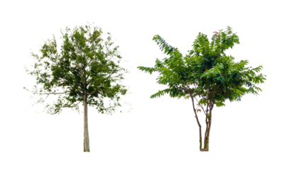 Isolated  trees  on transparent background PNG file