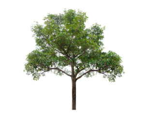 Isolated  trees  on transparent background PNG file