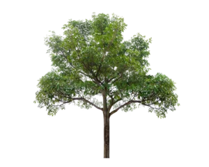 Fensteraufkleber Isolated  trees  on transparent background PNG file © sarayut_sy