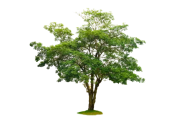 Fototapeten Isolated  trees  on transparent background PNG file © sarayut_sy