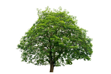 Isolated  trees  on transparent background PNG file