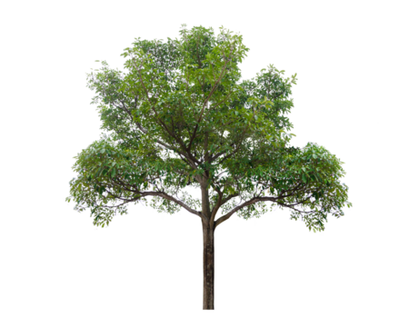Isolated  trees  on transparent background PNG file