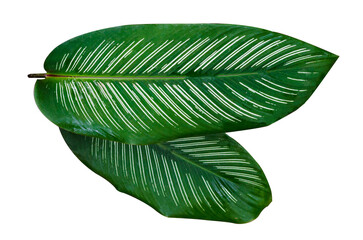 Leaves Calathea ornata pin stripe  Isolate on transparent background PNG file - obrazy, fototapety, plakaty