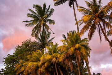 Fototapeta na wymiar Sunset and palm trees, Tombeau Bay, Mauritius, Africa