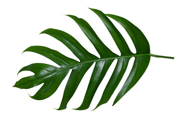 Monstera leaves leaves with Isolate  Leaves on transparent background PNG file 
