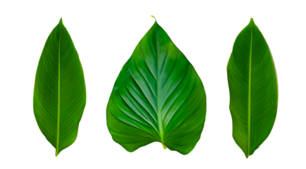 Leaves Calathea ornata pin stripe  Isolate on transparent background PNG file