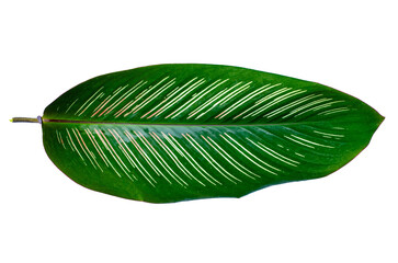 Leaves Calathea ornata pin stripe  Isolate on transparent background PNG file