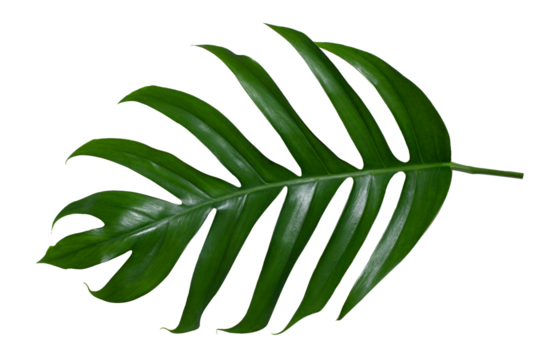 Monstera leaves leaves with Isolate  Leaves on transparent background PNG file 