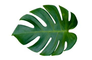 Monstera leaves leaves with Isolate  Leaves on transparent background PNG file 