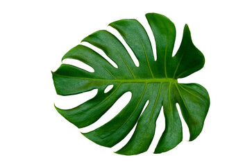 Naklejka na ściany i meble Monstera leaves leaves with Isolate Leaves on transparent background PNG file 