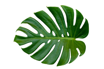 Monstera leaves leaves with Isolate  Leaves on transparent background PNG file  - obrazy, fototapety, plakaty