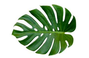 Monstera leaves leaves with Isolate  Leaves on transparent background PNG file 