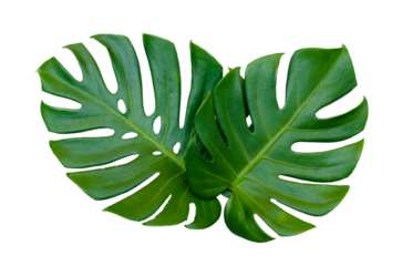 Monstera leaves leaves with Isolate  Leaves on transparent background PNG file 