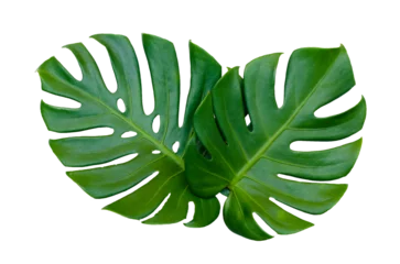 Tuinposter Monstera leaves leaves with Isolate  Leaves on transparent background PNG file  © sarayut_sy