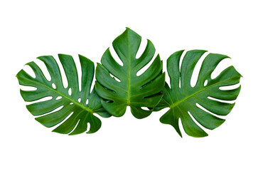 Monstera leaves leaves with Isolate  Leaves on transparent background PNG file 