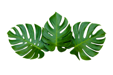 Monstera leaves leaves with Isolate  Leaves on transparent background PNG file 