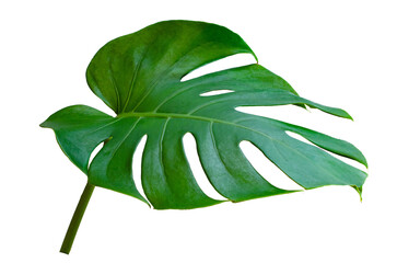 Monstera leaves leaves with Isolate  Leaves on transparent background PNG file  - obrazy, fototapety, plakaty