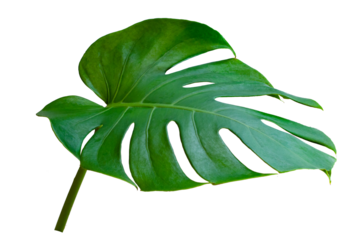 Monstera leaves leaves with Isolate  Leaves on transparent background PNG file 