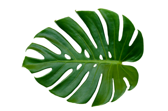 Monstera leaves leaves with Isolate  Leaves on transparent background PNG file 