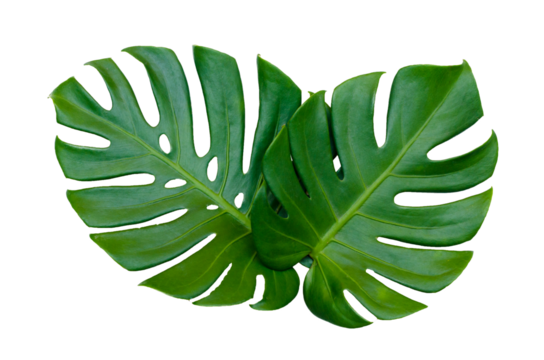 Monstera leaves leaves with Isolate  Leaves on transparent background PNG file 