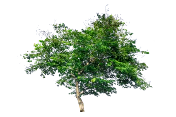 Gardinen Isolated  trees  on transparent background PNG file © sarayut_sy