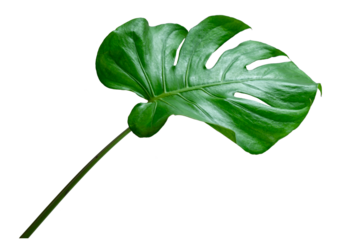 Monstera leaves leaves with Isolate  Leaves on transparent background PNG file 
