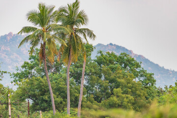 Fototapeta na wymiar Coconut trees in the mountains