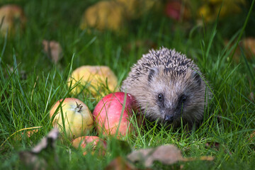 Small hedgehog (Erinaceus europaeus) with apples on a meadow in autumn, concept for wildlife and animal protection, copy space, selected focus