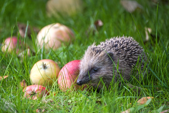Hedgehog (Erinaceus europaeus) in the green grass on a meadow with fallen apples in autumn, natural gardening for wildlife protection concept, copy space