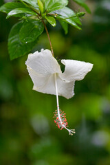 White hibiscus flower water drops on green leaf and petals