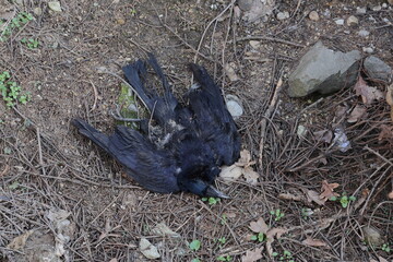 Dead black crow bird lying on the ground. Illustration photo of bird flu or other fatal animal disease or poisoning.