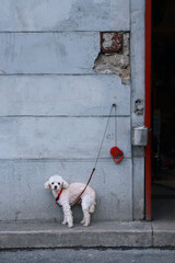 Cute but frightened toy poodle dog on a leash tied to a wall lost abandoned in the street, waiting for it's owner. Color absurd grotesque photo.