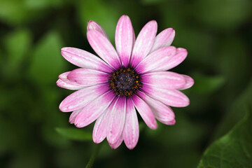 Close-up of a flower with purple petals on a green blurred background. Colorful macro nature photo.