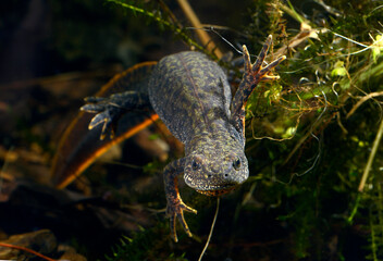 Makedonischer Kammmolch - Weibchen // Macedonian crested newt - female (Triturus macedonicus)