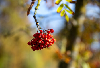 Rowan branch with red berries in the foreground