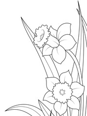 Narcissus, street flowers. Spring bush. Coloring book.