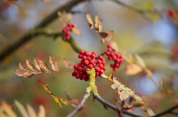 Rowan branch with red berries in the foreground