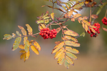 Rowan branch with red berries in the foreground